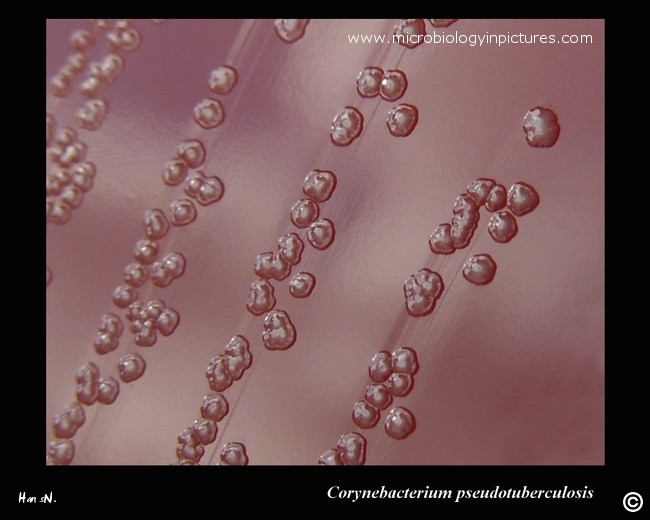 corynebacterium pseudotuberculosis
